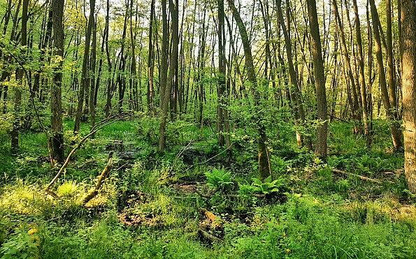 Wildnisgebiet Lieberoser, Foto: Christiane Bramer, Lizenz: Naturwelt Lieberoser Heide GmbH