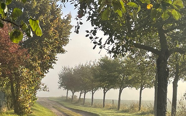 Weg hinterm Grundstück im Herbst, Foto: Andrea Frick, Lizenz: Andrea Frick