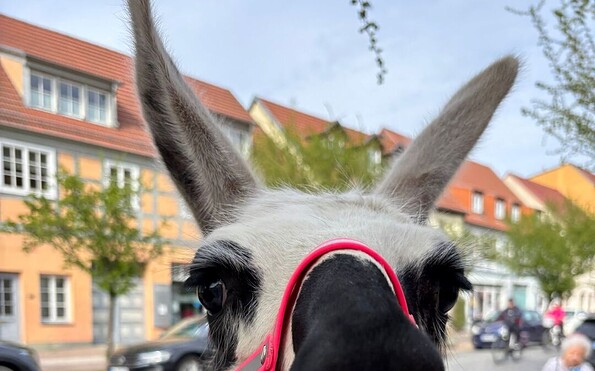 Alpakawanderung, Foto: Lara Bielke, Lizenz: Lara Bielke