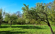 Streuobstwiese, Foto: Sandra Fonarob, Lizenz: Tourismusverband Dahme-Seenland e.V.