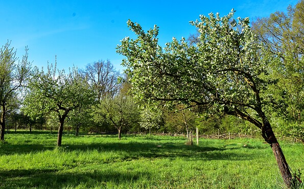 Streuobstwiese, Foto: Sandra Fonarob, Lizenz: Tourismusverband Dahme-Seenland e.V.