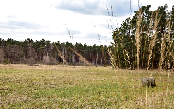 View across the wet meadow, Foto: Sandra Fonarob, Lizenz: Tourismusverband Dahme-Seenland e.V.