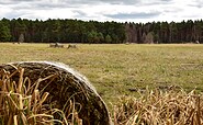 wet meadow, Foto: Sandra Fonarob, Lizenz: Tourismusverband Dahme-Seenland e.V.