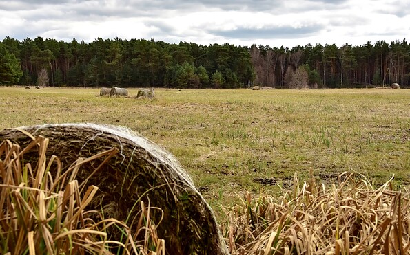wet meadow, Foto: Sandra Fonarob, Lizenz: Tourismusverband Dahme-Seenland e.V.