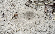The funnel of an antlion, Foto: Sandra Fonarob, Lizenz: Tourismusverband Dahme-Seenland e.V.