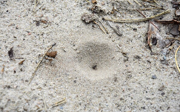 The funnel of an antlion, Foto: Sandra Fonarob, Lizenz: Tourismusverband Dahme-Seenland e.V.