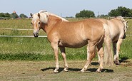 Pferde auf dem Reiterhof Steindamm, Foto: Annette Benzin, Lizenz: Annette Benzin