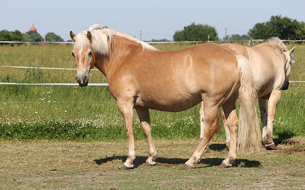 Pferde auf dem Reiterhof Steindamm, Foto: Annette Benzin, Lizenz: Annette Benzin