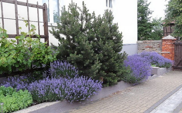 Vorgarten, Foto: Sommerfeldscher Hof, Foto: Sommerfeldscher Hof