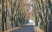 Pappelalle,Foto: Sommerfeldscher Hof, Foto: Sommerfeldscher Hof