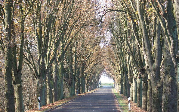 Pappelalle,Foto: Sommerfeldscher Hof, Foto: Sommerfeldscher Hof