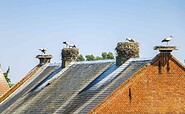 Störche auf dem Dach, Foto: Lukas Häuser, Lizenz: Wirtschaftsförderung Prignitz