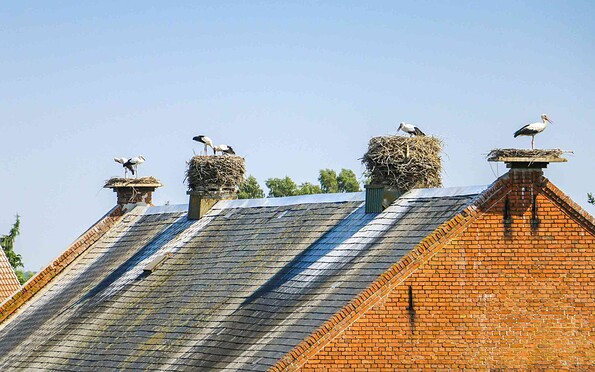 Störche auf dem Dach, Foto: Lukas Häuser, Lizenz: Wirtschaftsförderung Prignitz