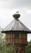 Storch im Nest, Foto: Michael Richter, Lizenz: Wirtschaftsfördergesellschaft Prignitz