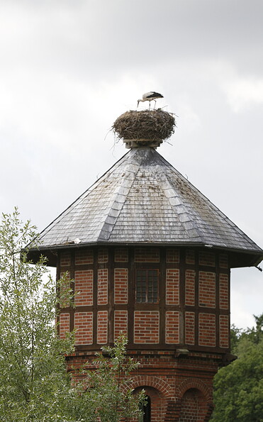 Storch im Nest, Foto: Michael Richter, Lizenz: Wirtschaftsfördergesellschaft Prignitz