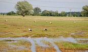 Storks in the Floodplains, Foto: Schormann, Lizenz: Wirtschaftsfördergesellschaft Prignitz