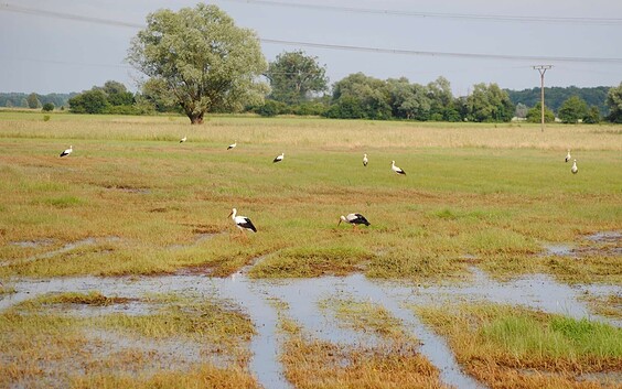 Storks in the Floodplains, Foto: Schormann, Lizenz: Wirtschaftsfördergesellschaft Prignitz