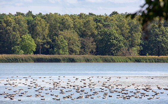 Altfriedländer Teiche Märkische Schweiz, Foto: Florian Läufer, Lizenz: Seenland Oder-Spree