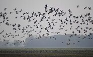 Graugänse, Foto: Jan Schormann, Lizenz: Wirtschaftsfördergesellschaft