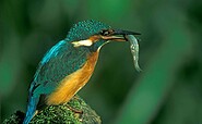 Eisvogel, Foto: DietmarDamschen, Lizenz: Wirtschaftsfördergesellschaft