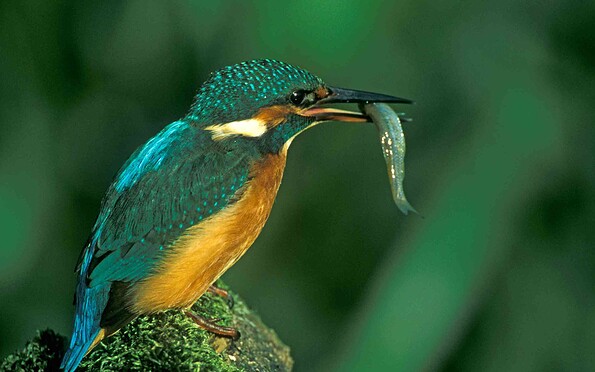 Eisvogel, Foto: DietmarDamschen, Lizenz: Wirtschaftsfördergesellschaft