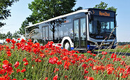 Havelbus am Mohnfeld, Foto: Havelbus