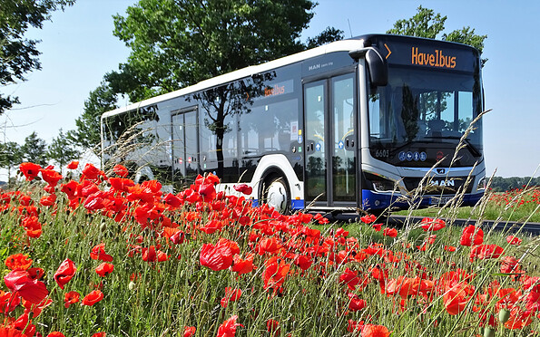 Havelbus am Mohnfeld, Foto: Havelbus