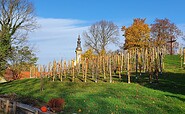 Rebstöcke, Foto: Neuzeller Kloster-Winzer e.V.