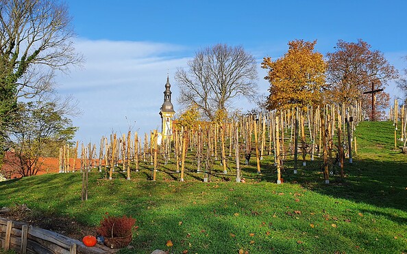 Rebstöcke, Foto: Neuzeller Kloster-Winzer e.V.