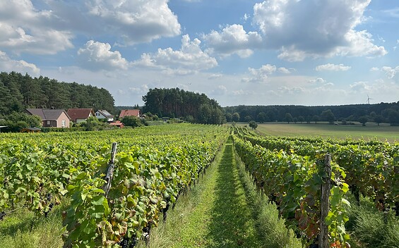 Weinberg Grano_Gernoth Apitz.jpg4, Foto: Gernoth Apitz, Lizenz: Gernoth Apitz