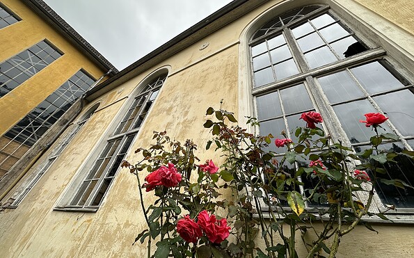Rosen am Lehmann-Garten Templin, Foto: Alena Lampe, Lizenz: TMU GmbH