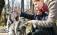 Kattas, Foto: Tierpark Cottbus