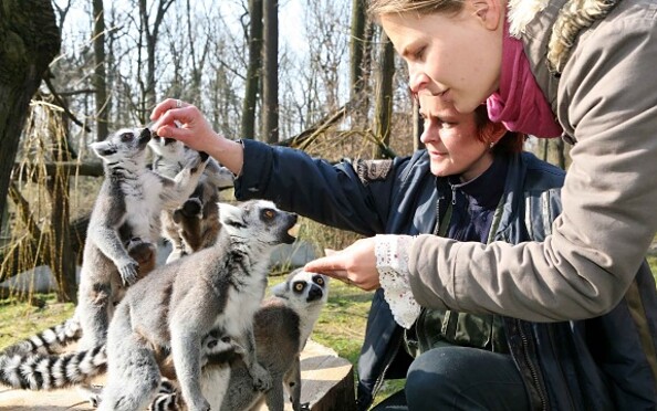 Kattas, Foto: Tierpark Cottbus