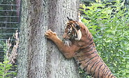Tiger auf der Außenanlage, Foto: Tierpark Cottbus