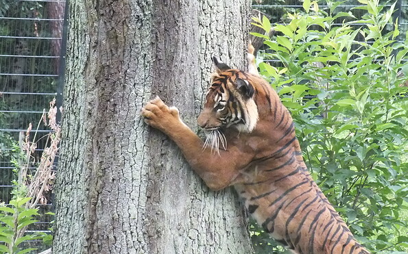 Tiger auf der Außenanlage, Foto: Tierpark Cottbus