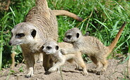 Erdmännchen, Foto: Tierpark Cottbus
