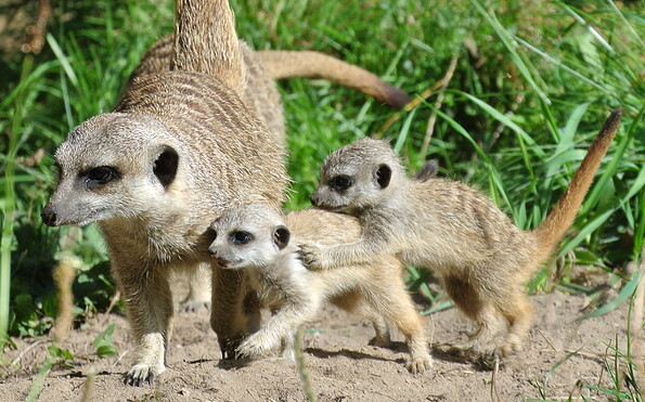 Erdmännchen, Foto: Tierpark Cottbus