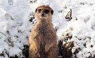 Erdmännchen im Schnee, Foto: Tierpark Cottbus