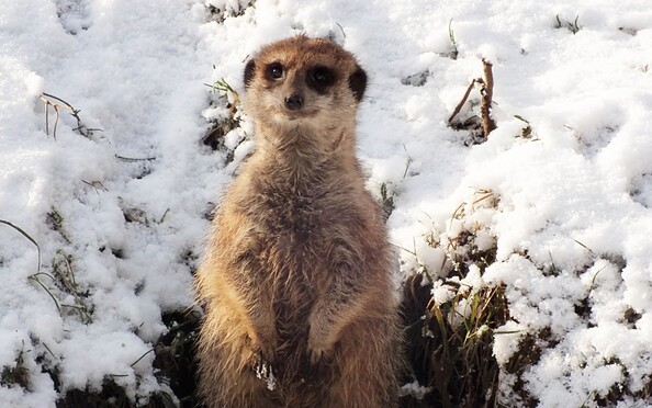 Erdmännchen im Schnee, Foto: Tierpark Cottbus