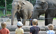Elefanten Karla und Sundali, Foto: Tierpark Cottbus