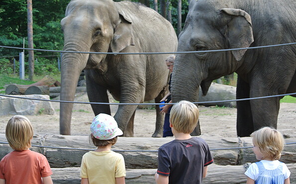 Elefanten Karla und Sundali, Foto: Tierpark Cottbus