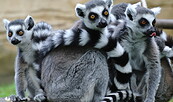 Kattas, Foto: Tierpark Cottbus
