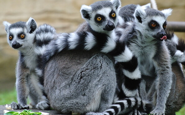 Kattas, Foto: Tierpark Cottbus