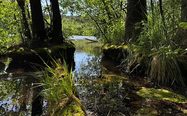Rundweg Kupferhammer-Siehdichum, Foto: Constanze Mikeska