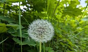 Pusteblume, Foto: Essi Rätti, Lizenz: Tourismusverband Dahme-Seenland e.V.