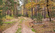 In the woods, Foto: Michael Zalewski, Lizenz: Landkreis Dahme-Spreewald