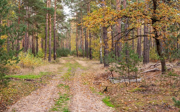 In the woods, Foto: Michael Zalewski, Lizenz: Landkreis Dahme-Spreewald
