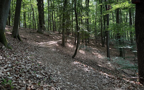 Wanderweg am Wirchensee, Foto: Constanze Mikeska