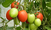 Tomaten, Foto: Petra Förster, Lizenz: Tourismusverband Dahme-Seenland e.V.