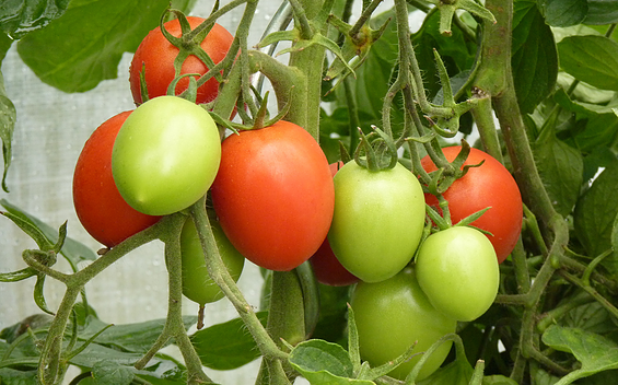 Tomatoes, Foto: Petra Förster, Lizenz: Tourismusverband Dahme-Seenland e.V.